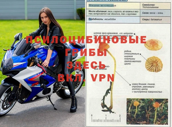 apvp Алзамай